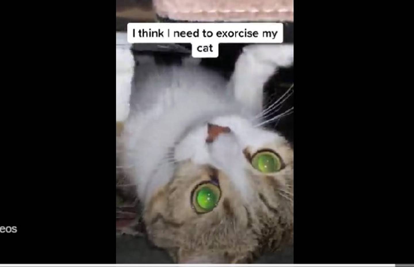 Este curioso gatito se viralizó en TikTok