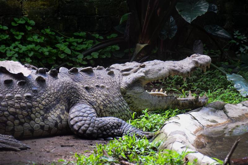 Ataque de cocodrilo en Tampico: hombre pierde la vida Laguna del Carpintero