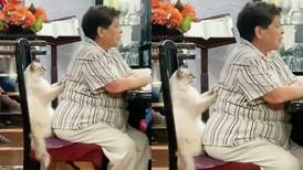 Gatito se viraliza por dar masaje en la espalda a su dueña