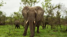 Elefante ataca a grupo de turistas y una mujer muere en Zambia