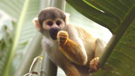 Un mono llama a 911 por accidente y el caso se hace viral en redes