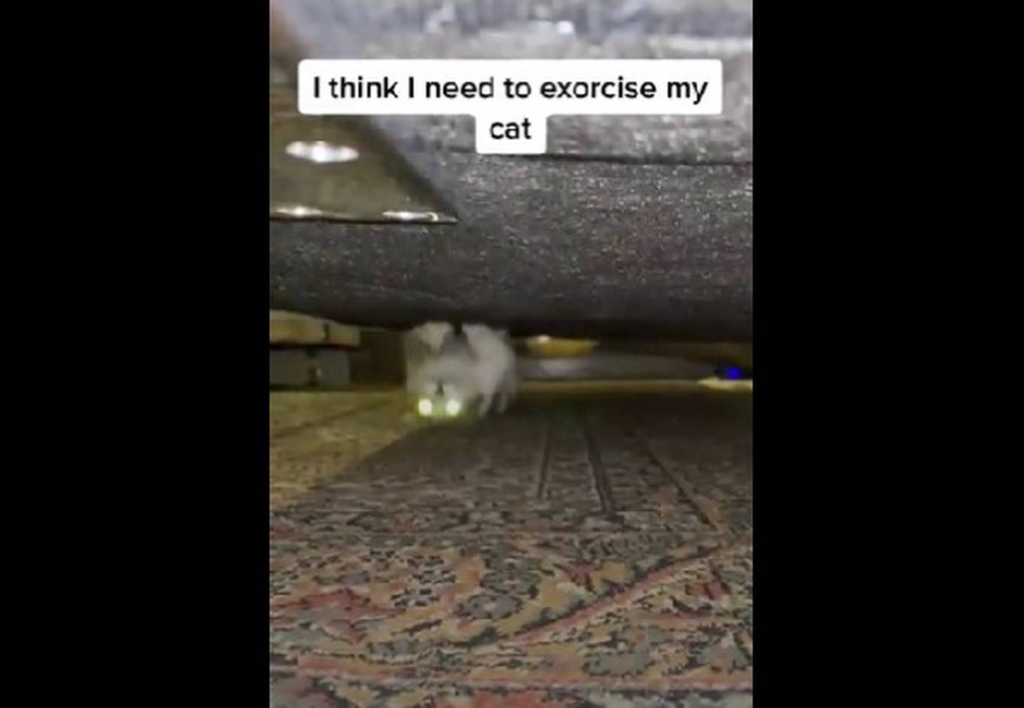 Este curioso gatito se viralizó en TikTok