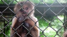 Presentan proyecto de ley para cerrar el zoológico de Mayagüez