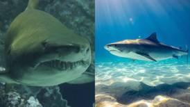 Muere turista de en las Bahamas tras ataque de tiburón