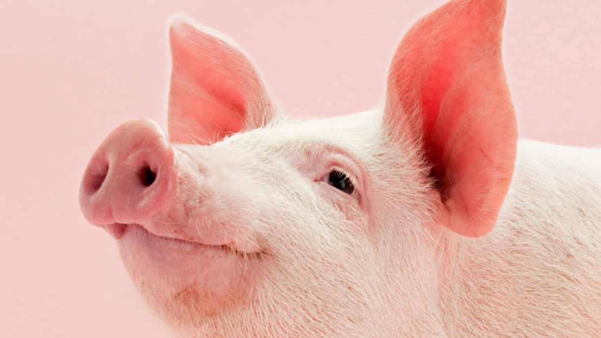 Científicos de la Universidad de Yale reviven tejido muerto de un cerdo.