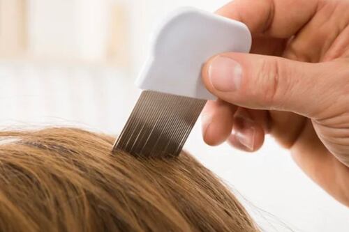 Mujer vegana no quiere matar los piojos que tiene su hija porque “son seres sintientes”