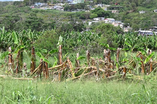 Desastres naturales provocan pérdidas billonarias en la agricultura a nivel global