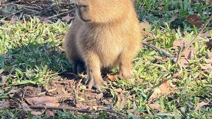‘Tupi’, el tierno capibara bebé del zoológico de Texas que inspira el nombre de una criptomoneda
