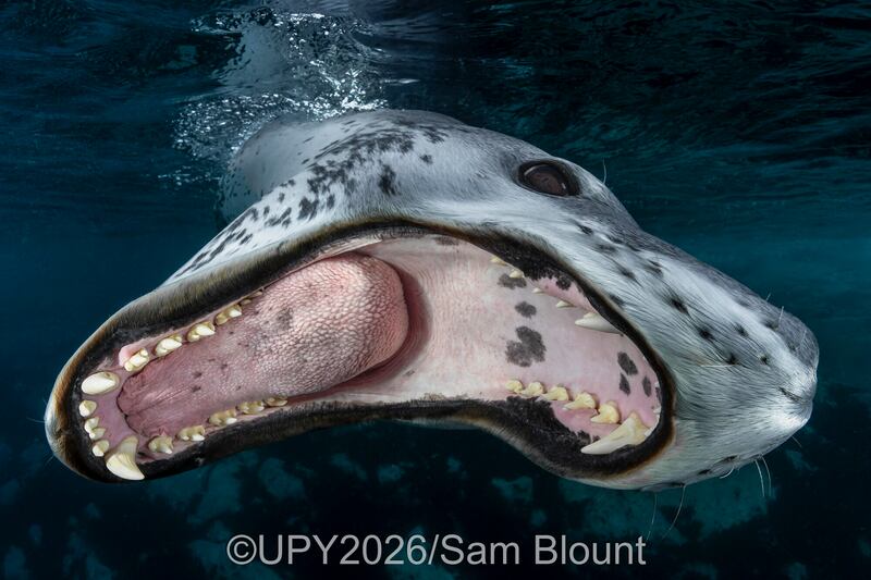 Las fotografías ganadoras del concurso “Fotógrafo submarino del año” nos muestran la belleza y lo impresionante de la vida submarina. Foto: UPY2026.