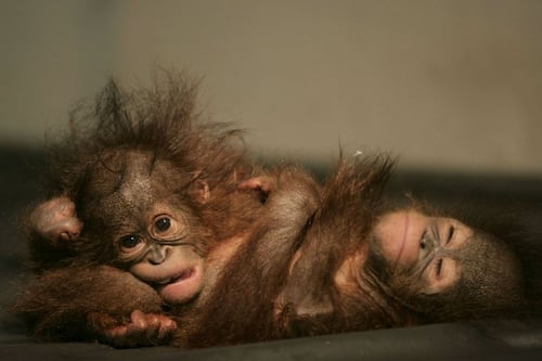 Los simios tienen el mismo sentido del humor que los humanos, según expertos