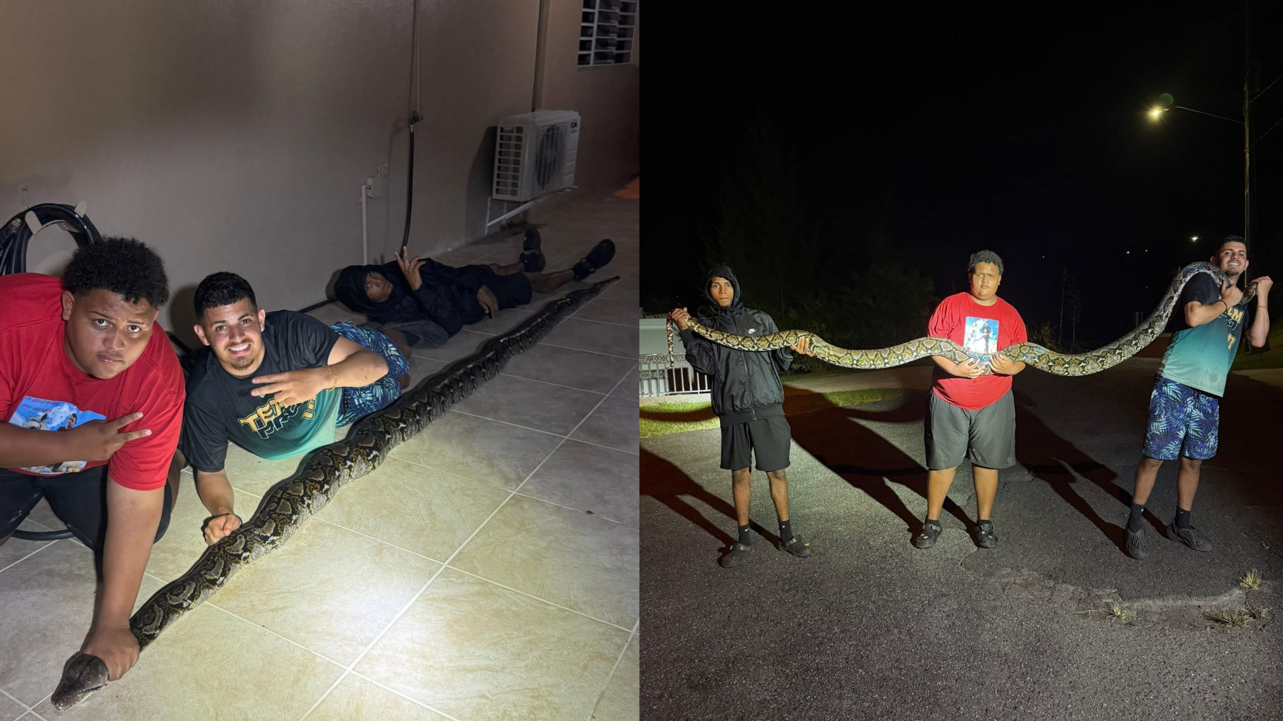 José Morales, más conocido en redes sociales como “Gongo Fishing PR”, acudió a sus plataformas digitales para mostrar cómo capturó tres serpientes invasoras en menos de una hora en los pueblos de Naranjito y Aguas Buenas.