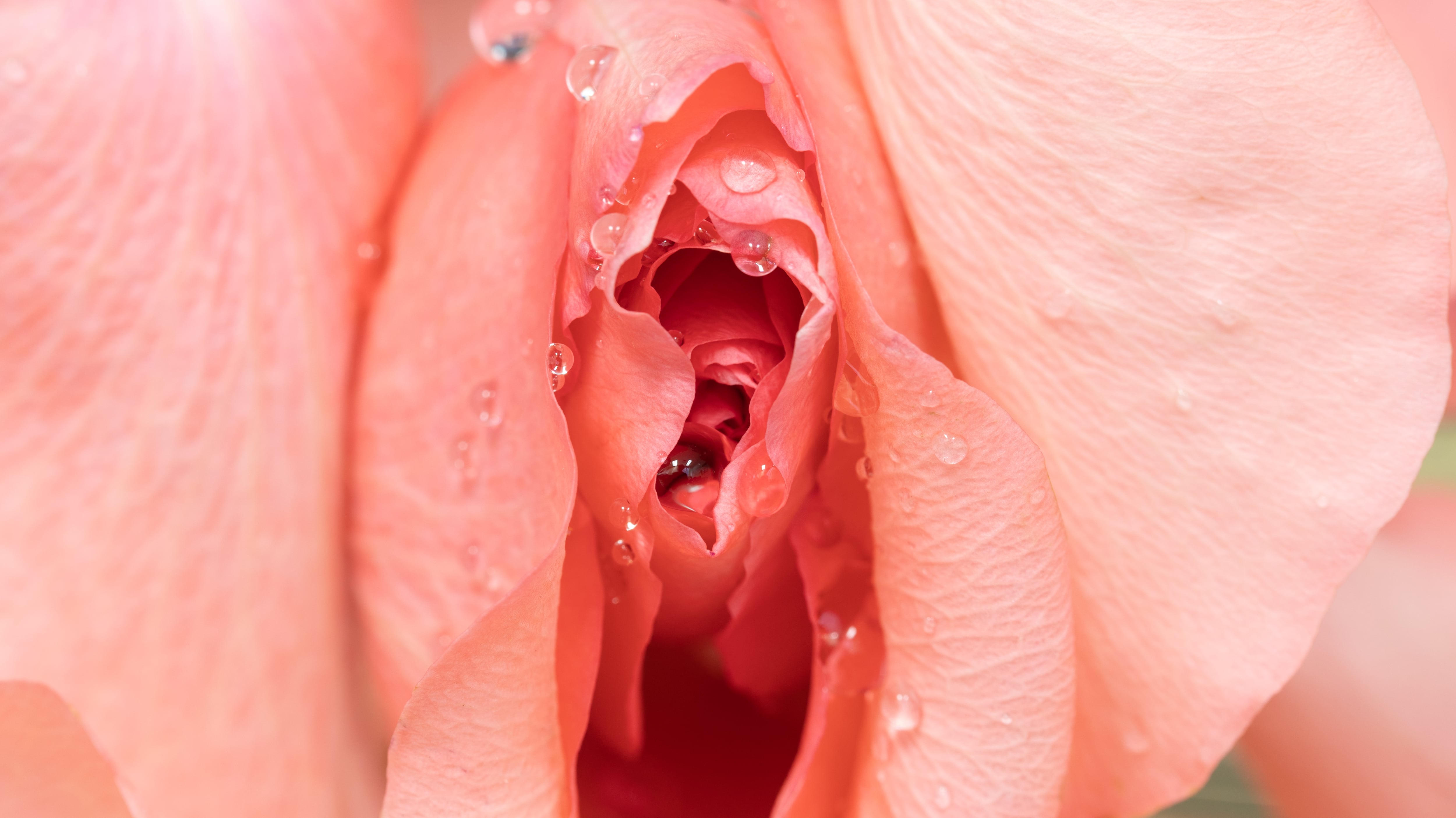 Rosa, clítoris Día del Orgasmo Femenino