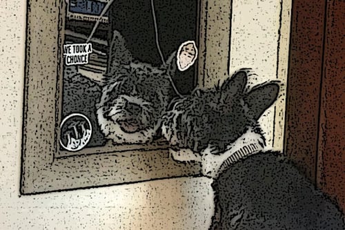 Lo que una sata me enseñó