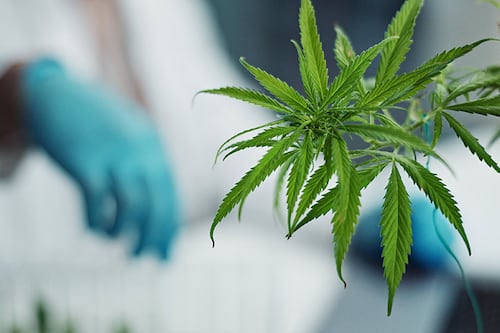 Auguran más investigación y productos relacionados a cannabis tras reclasificación federal