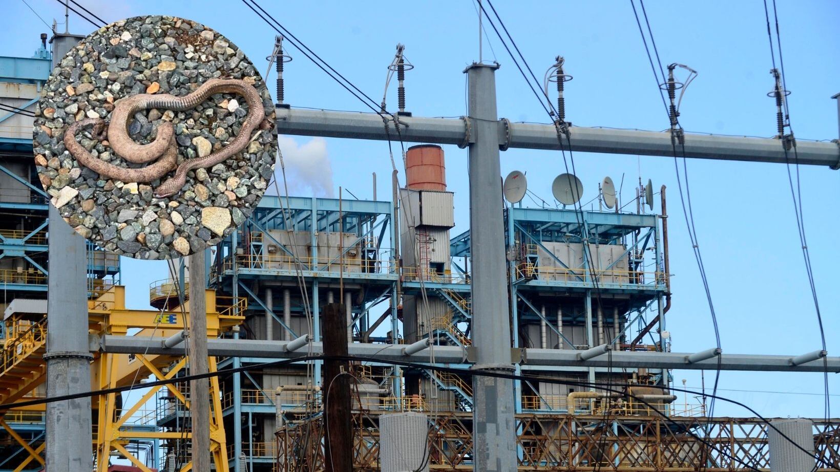 Una culebra provocó un apagón en la zona de Manatí.