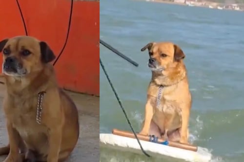 Marihuano: el perro surfista que cautiva millones de internautas