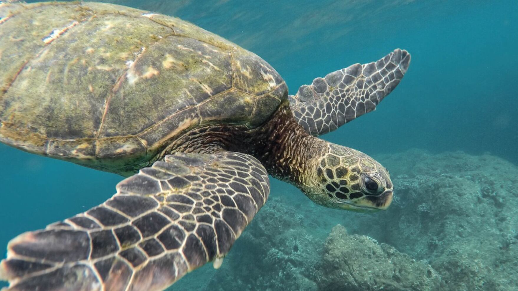 La carne de tortuga es considerada un manjar