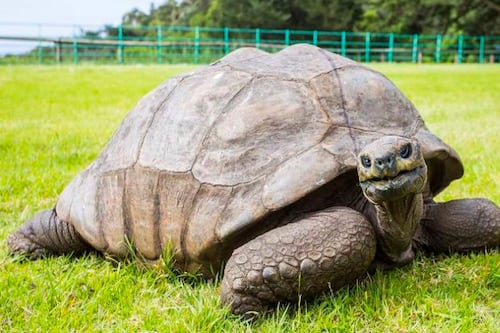Conoce a Jonathan la tortuga más vieja del mundo