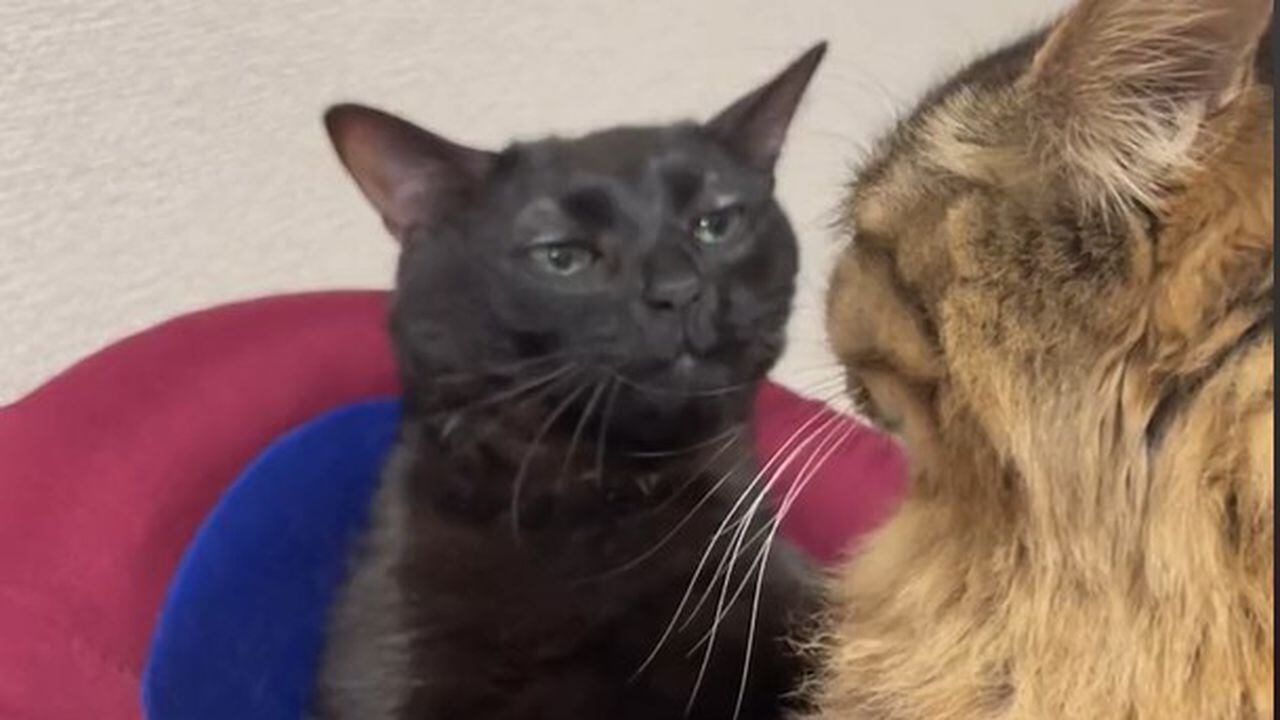 El gato negro disociado es uno de los memes más populares de la actualidad.
