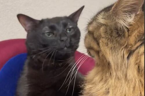 TikTok: Esta es la historia detrás de uno de los famosos memes