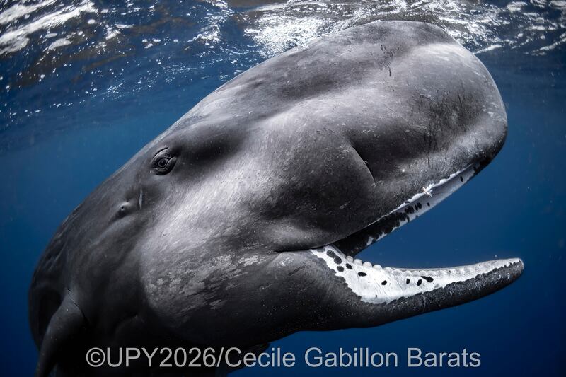 Las fotografías ganadoras del concurso “Fotógrafo submarino del año” nos muestran la belleza y lo impresionante de la vida submarina. Foto: UPY2026.