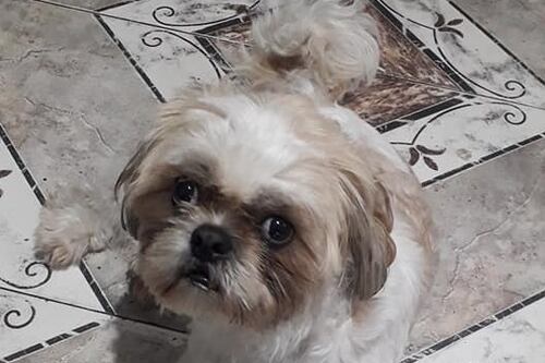 Final feliz: Perrito es abandonado en un taxi pero lo adopta el taxista