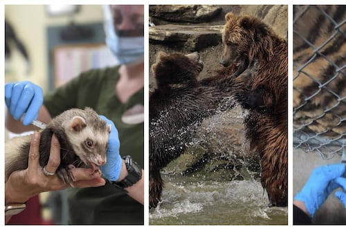 Este zoológico vacunó a sus animalitos contra el Covid-19 (Video)
