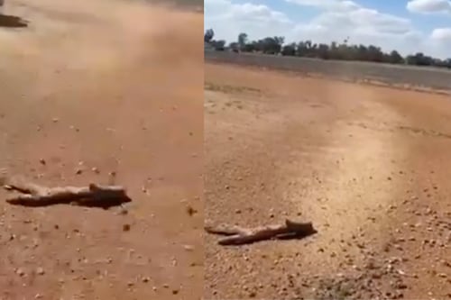 ¡Cómo en la biblia! Captan una lluvia de ratones en Australia