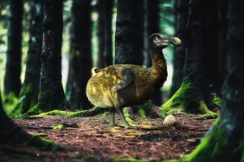 No es broma: Quieren resucitar al dodo, un ave extinta hace más de tres siglos y este es el plan para lograrlo