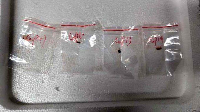 Fusarium graminearum: El hongo peligroso que jóvenes chinos intentaron ingresar a EE. UU.