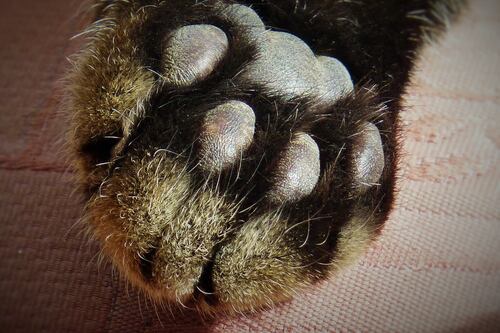 Muere el gato más gordo del mundo