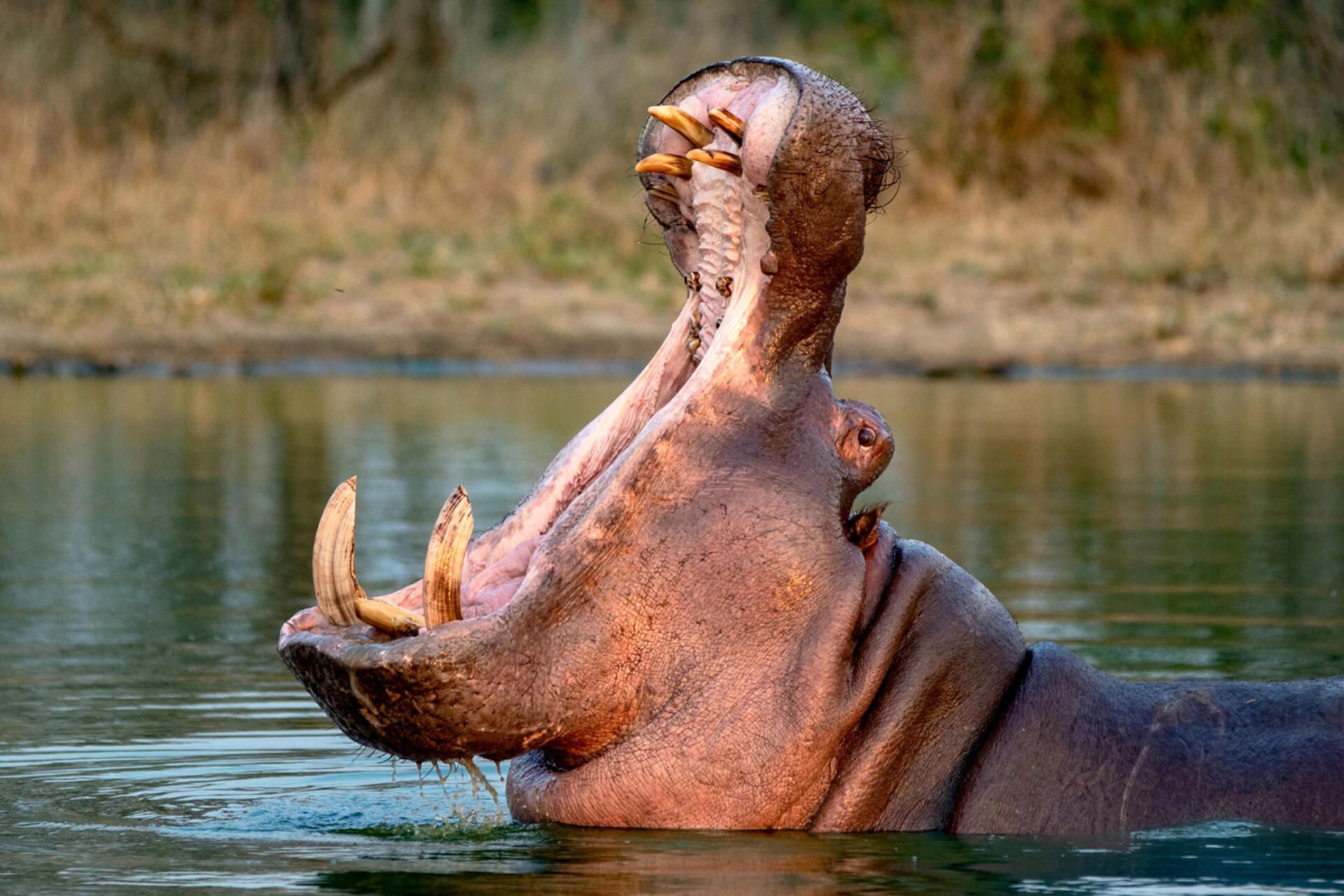 Capricho de Pablo Escobar ahora es un lío para Colombia 