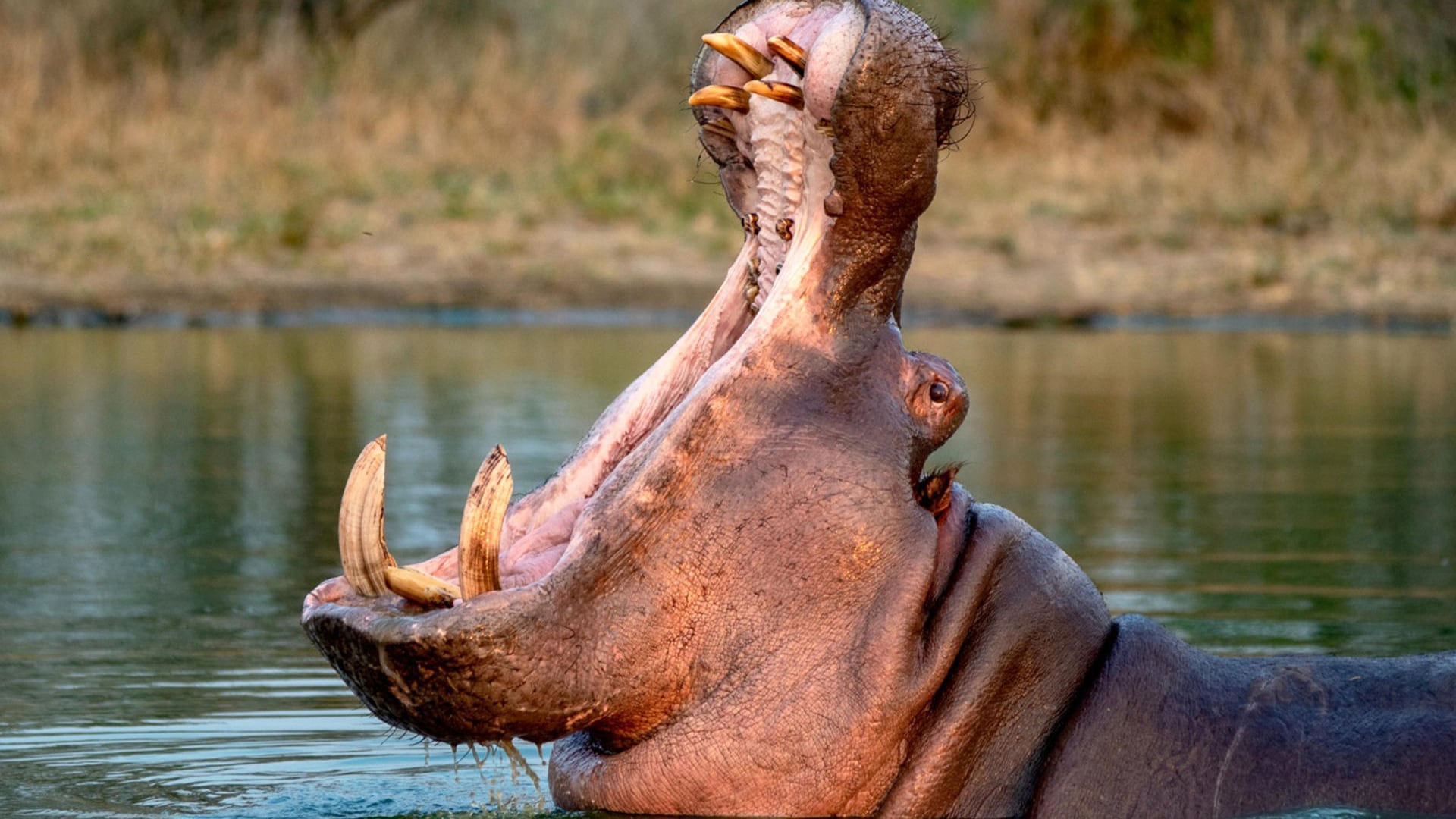 Fotografía cedida por el Ministerio de Ambiente y Desarrollo Sostenible de Colombia de un hipopótamo en una zona rural de Colombia. EFE/ Ministerio de Ambiente y Desarrollo Sostenible de Colombia