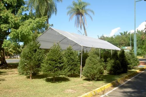 Expedición de búsqueda de un árbol navideño en tiempos de pandemia