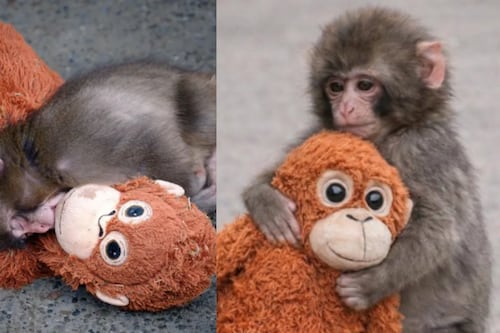 Punch; el mono rechazado por su madre que conmueve las redes por aferrarse a un peluche de compañía