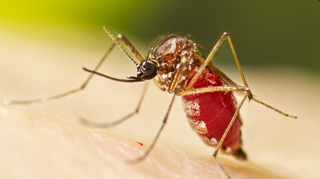 Transmite el Chikungunya por medio de su picadura. (Foto: Redes sociales)