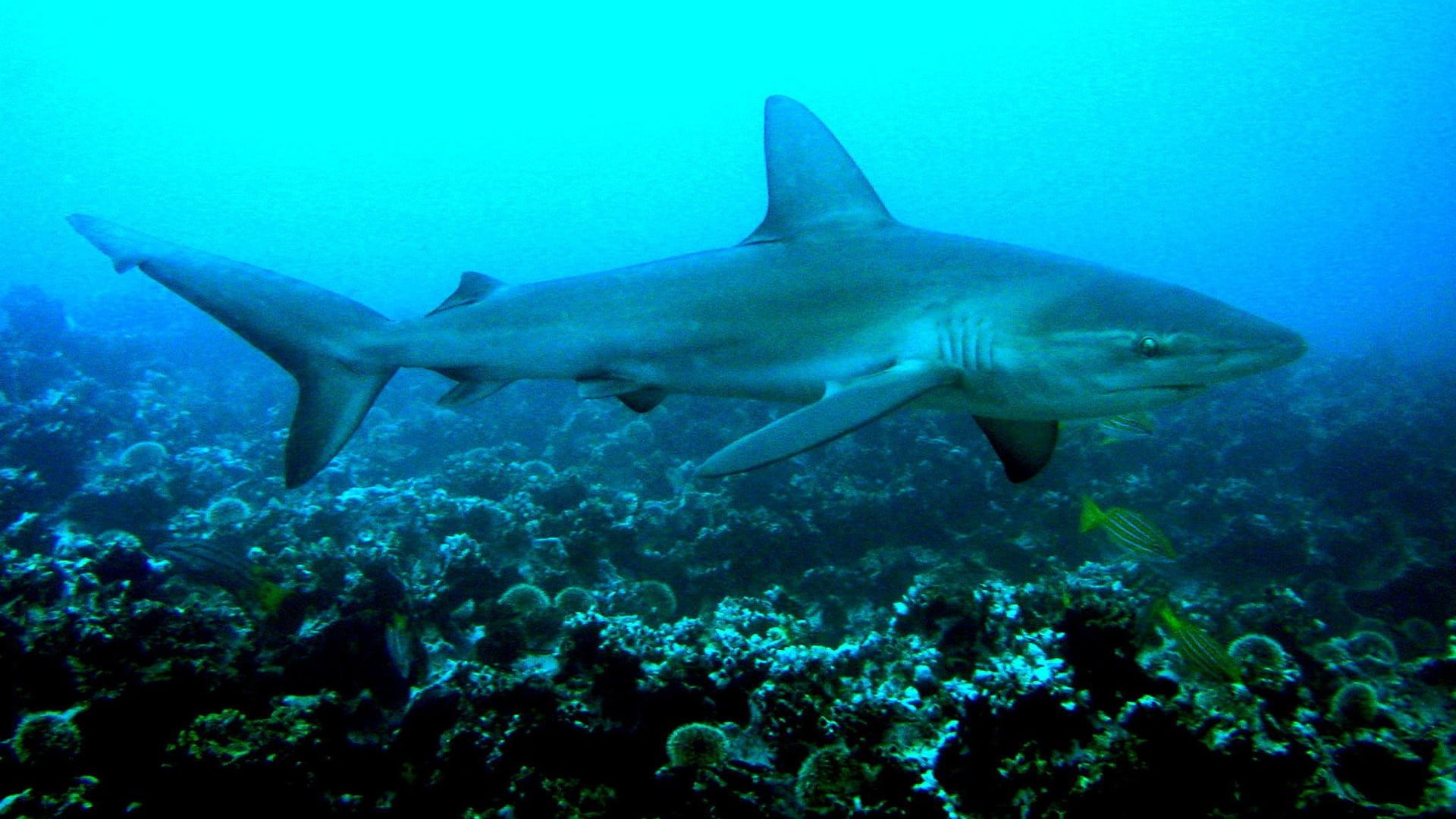 Foto de archivo de un tiburón Galápagos. EFE/ARCHIVO/Jackie Hazlewood