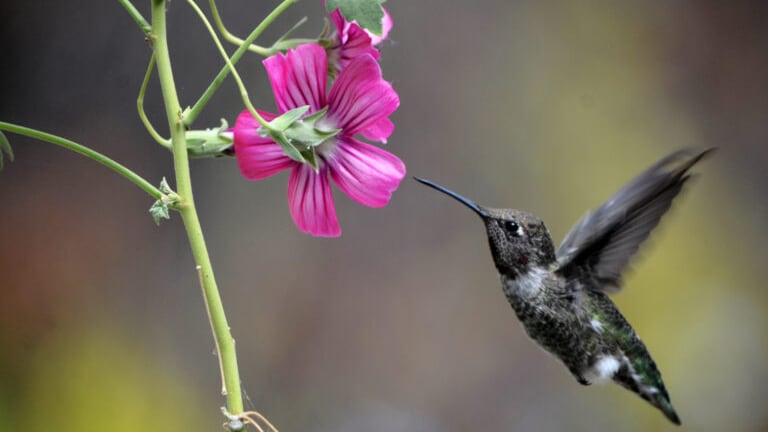 Un nuevo estudio revela que animales que se alimentan de néctar, como las abejas y los colibríes, consumen pequeñas cantidades de alcohol constantemente. Foto: Ammon Corl/UC Berkeley.