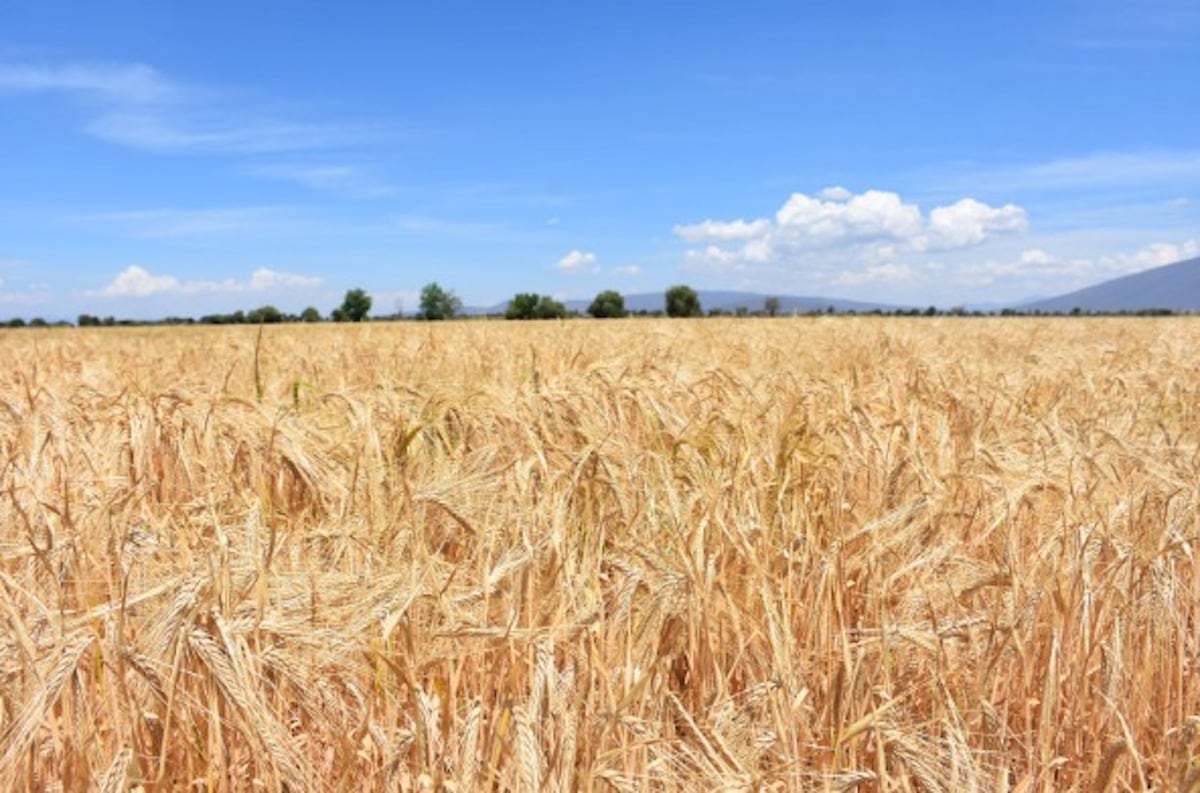 A través de diversas prácticas, Heineken México busca garantizar el manejo sostenible del agua en el cultivo de la cebada. 860,000 m³ de volumen de agua se ahorraron en 2022.