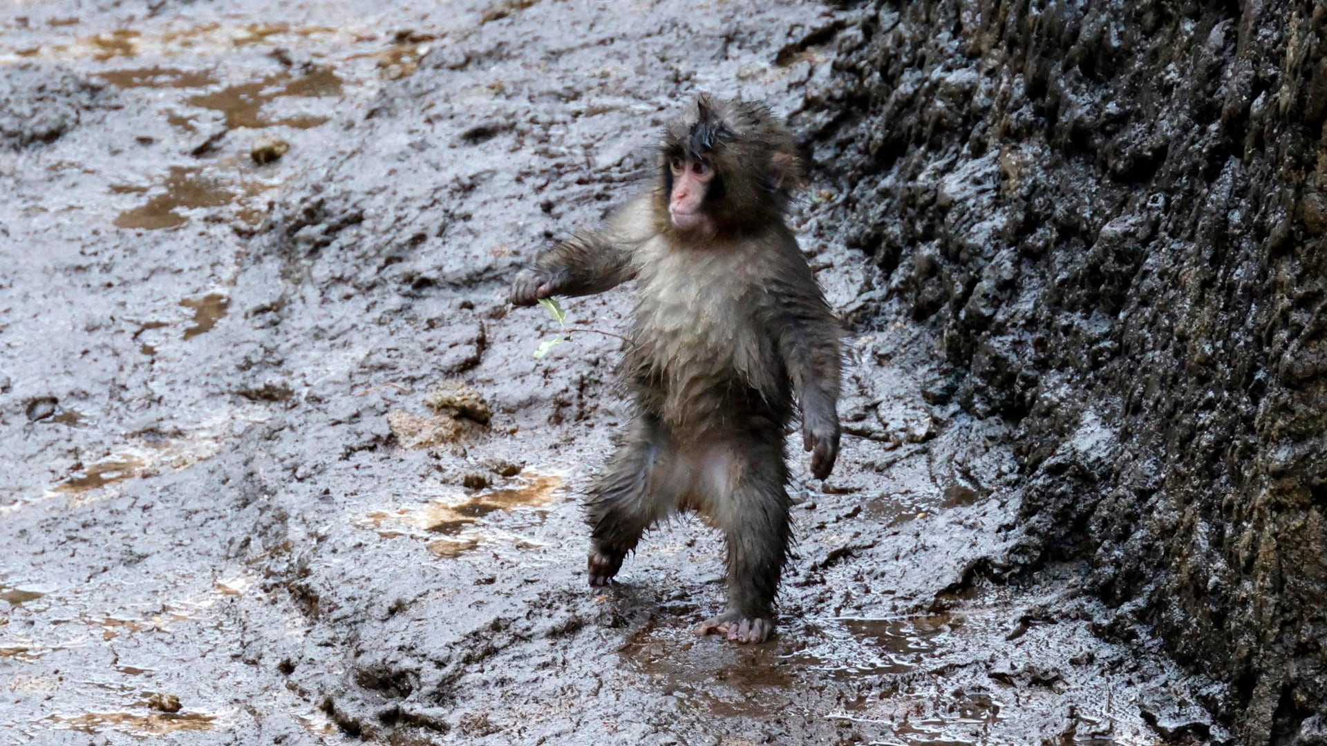Imagen de archivo de Punch, un macaco macho, paseando por el zoológico y jardín botánico de la ciudad de Ichikawa, cerca de Tokio, Japón, el 25 de febrero de 2026.
