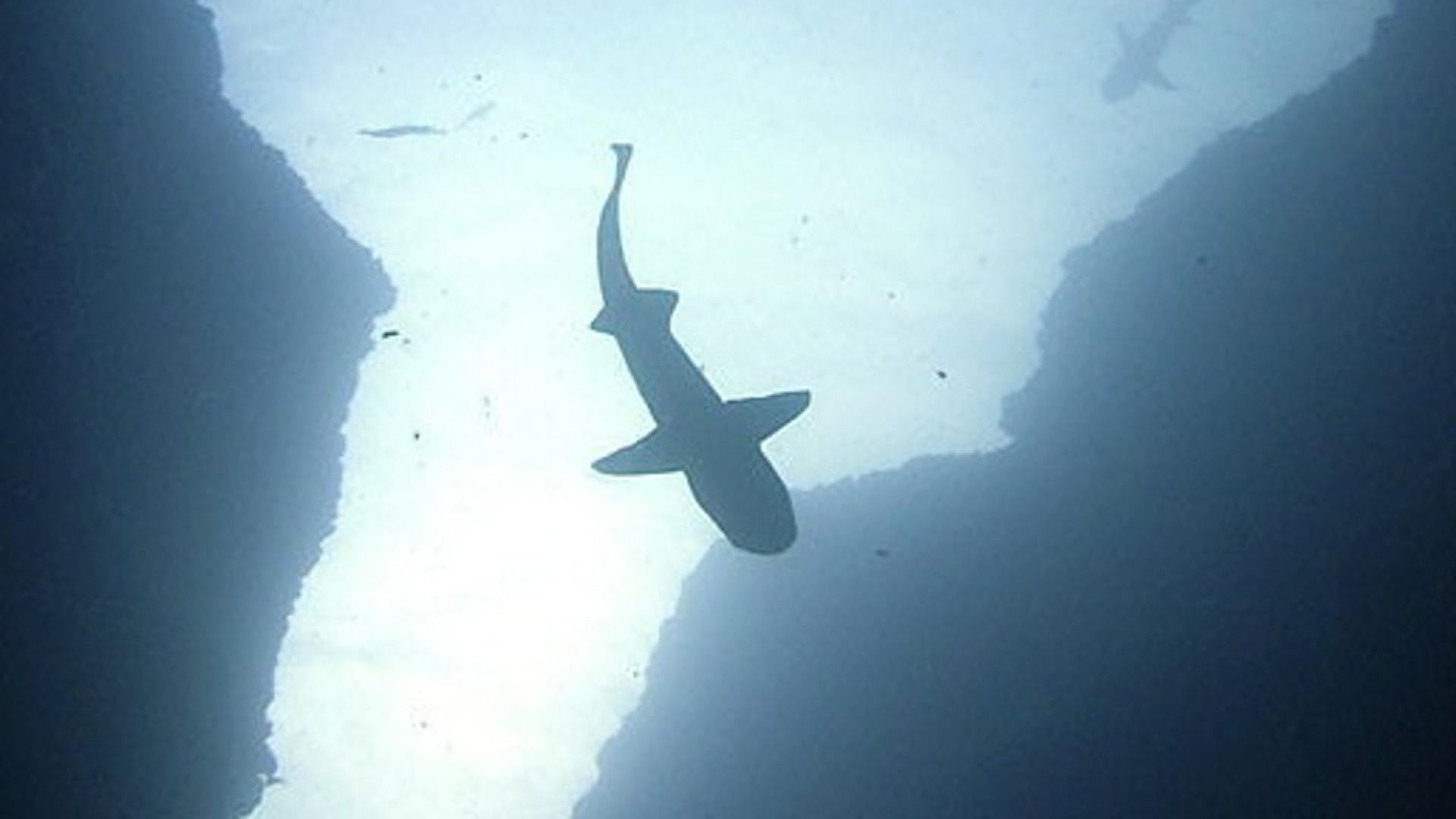 Tiburones