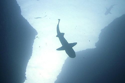 Tiburones ayudan a mejorar los pronósticos climáticos de áreas lejanas del mar