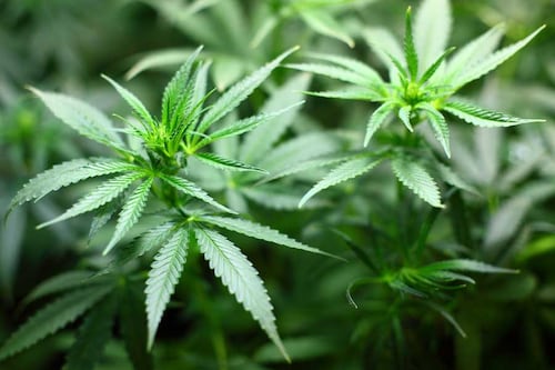 ¡Atención mafuteros! Países Bajos inicia programa piloto para vender cannabis legal
