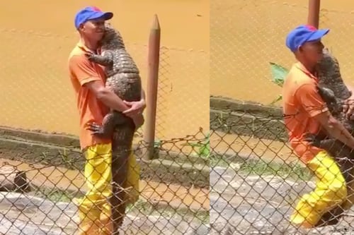 ¿Quién dijo miedo? Hombre baila románticamente abrazado de un cocodrilo