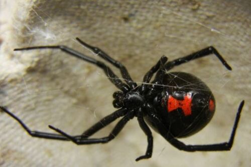 Niño se dejó morder de una araña para obtener los poderes de Spider-Man