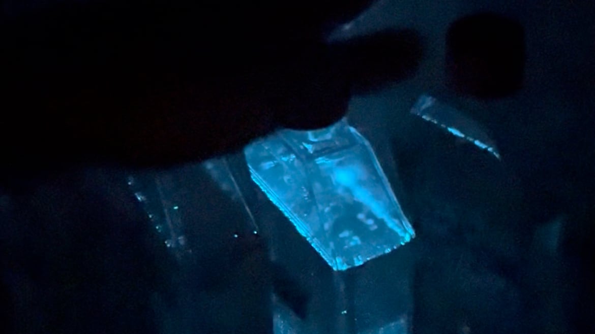 Imagen del dinoflagelado bioluminiscente Pyrocystis fusiformis, cedidas por Mairim Villafane-Vicente.
