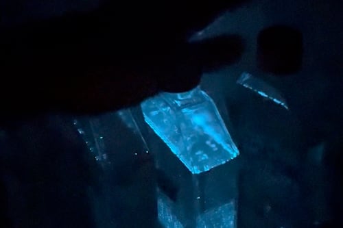 Amenazadas por el cambio climático las algas que iluminan playas con su bioluminiscencia
