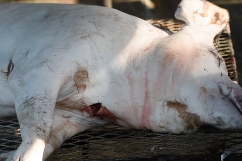 El lechón se coge, se mata y se pela (VIDEO)