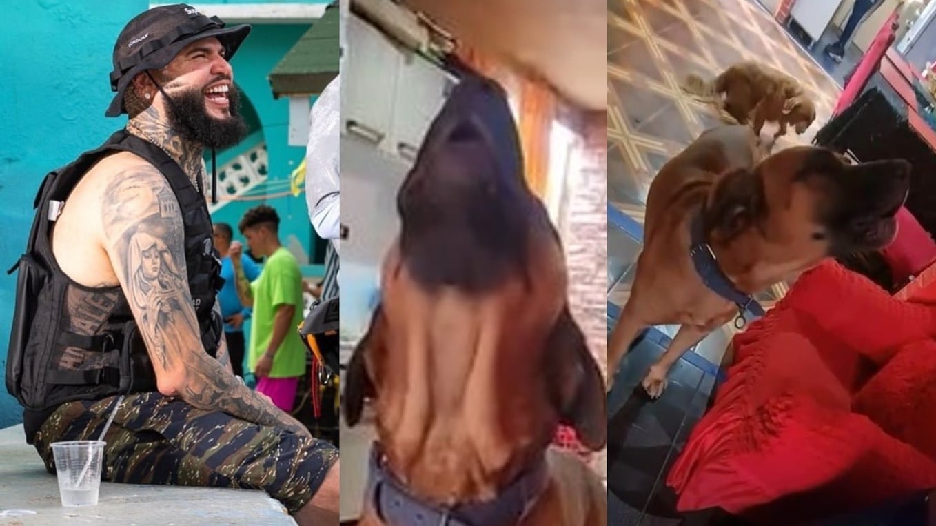 El video de un perro cantando tema de Farruko se ha hecho tan viral que el mismo cantante dice que la canta mejor que él.